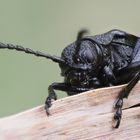 Rainfarn-Blattkäfer (Galeruca tanaceti)