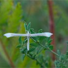 Rainfarn-Federmotte (Gillmeria ochrodactyla)