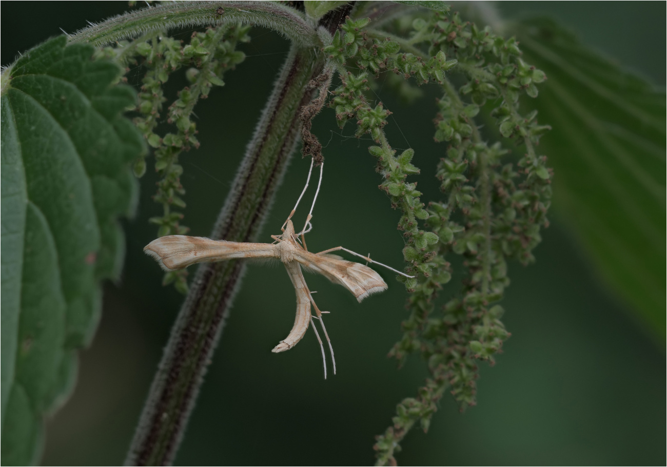 Rainfarn-Federmotte (Gilmeria ochrodactyla)