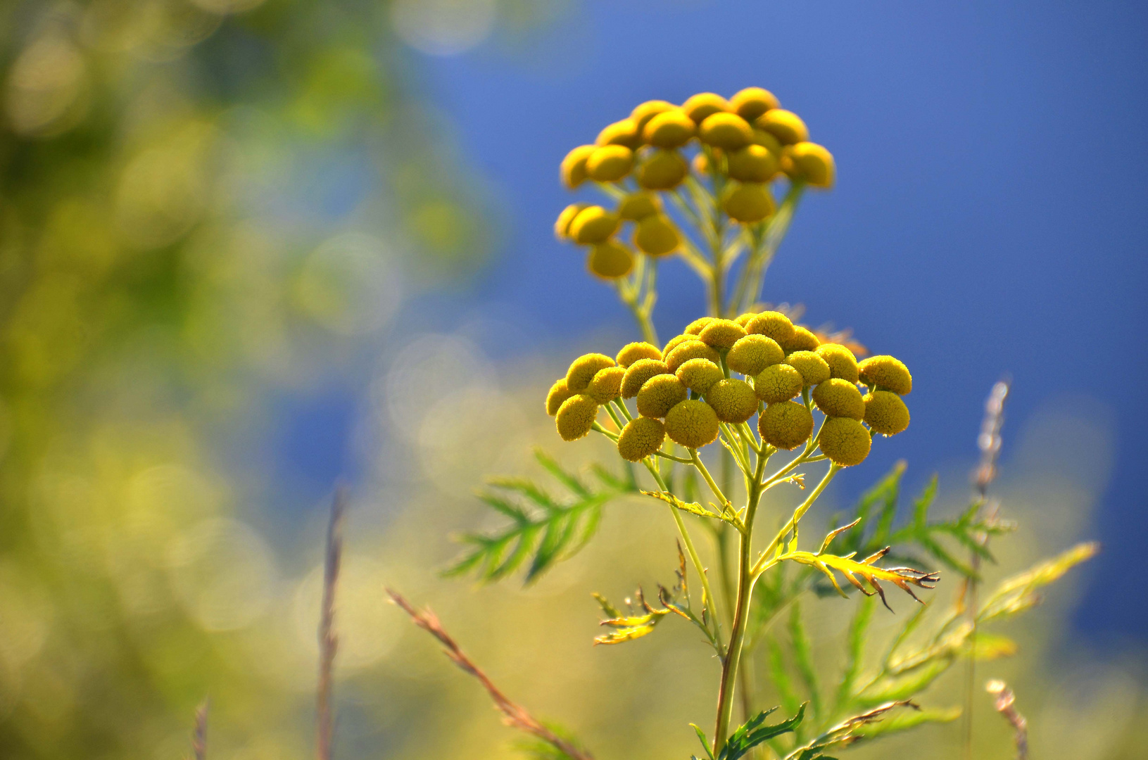 Rainfarn - ist schon Herbst?