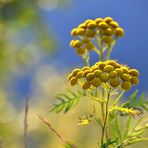 Rainfarn - ist schon Herbst?