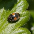 Rainfarn-Marienkäfer (Platynaspis luteorubra) auf Stachelbeerblatt