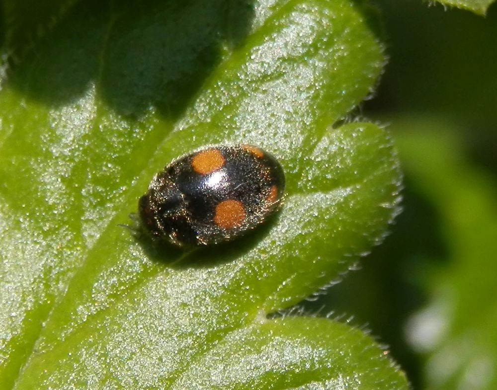 Rainfarn-Marienkäfer (Platynaspis luteorubra) auf Stachelbeerblatt