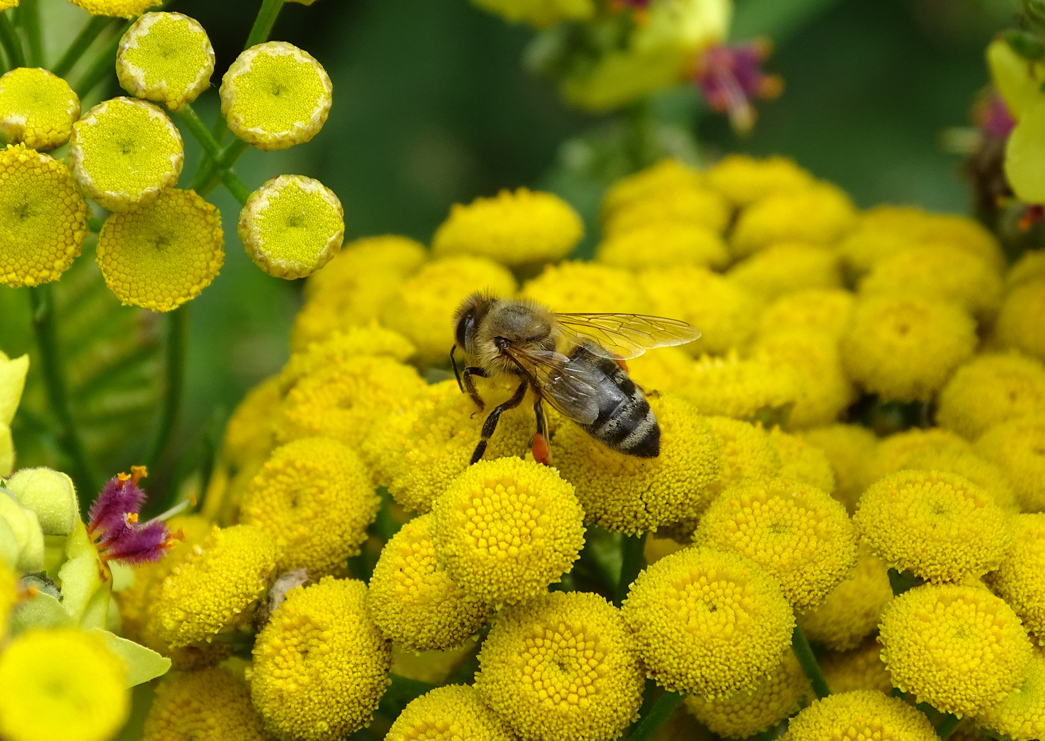 Rainfarn mit Besuch