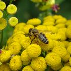 Rainfarn mit Besuch