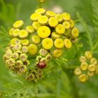 °°°° Rainfarn mit Marienkäfer °°°°