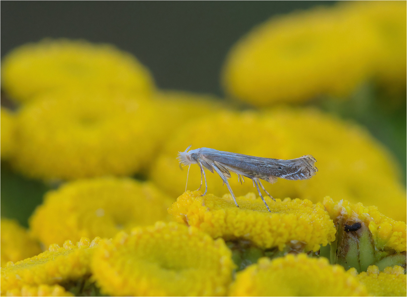 Rainfarn-Palpenmotte (Isophrictis striatella)