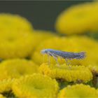 Rainfarn-Palpenmotte (Isophrictis striatella)