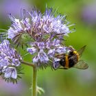 Rainfarn-Phazelie mit Hummel.