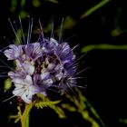 Rainfarn-Phazelie (Phacelia tanacetifolia)...