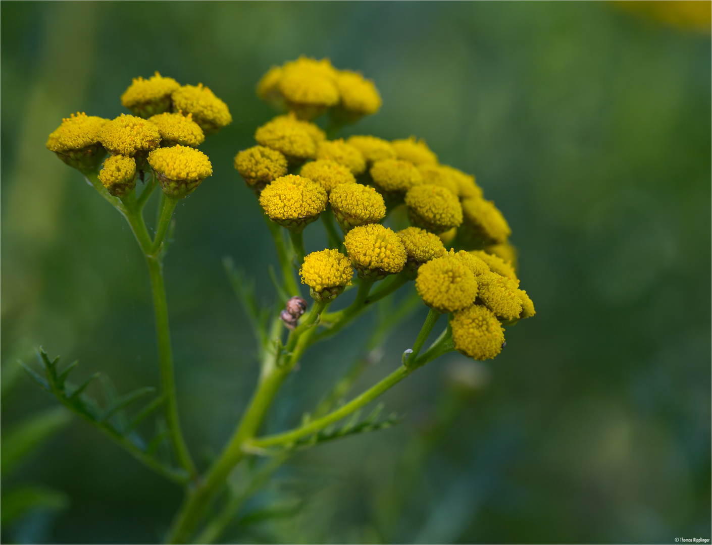 Rainfarn (Tanacetum vulgare, Syn.: Chrysanthemum vulgare) Foto & Bild ...