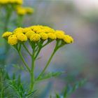 Rainfarn (Tanacetum vulgare, Syn.: Chrysanthemum vulgare).D