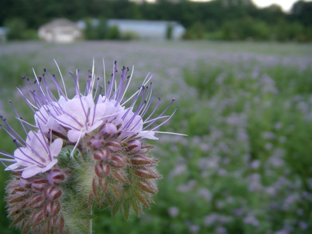 "Rainfarnblättriges Büschelschön", auch "Borstiger Bienenfreund" genannt.