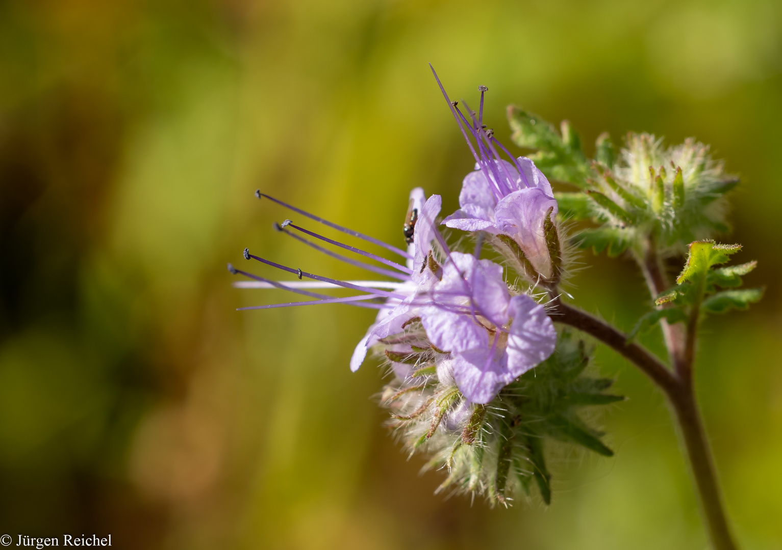 Rainfarnblättriges Büschelschön ( Phacelia tanacetifolia )