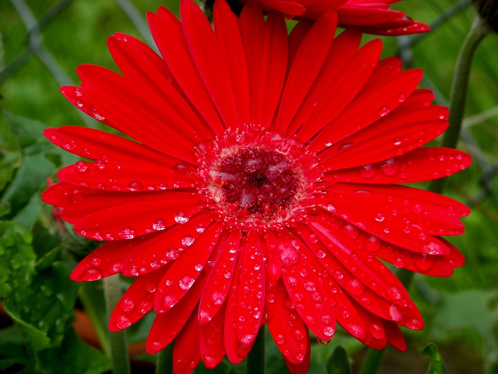 Rainflower