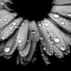 rainflower