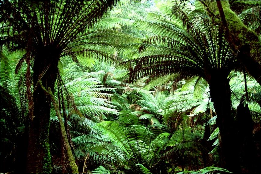 rainforest 1