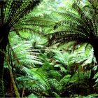 rainforest 1