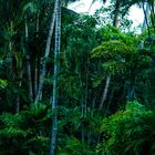 rainforest 2