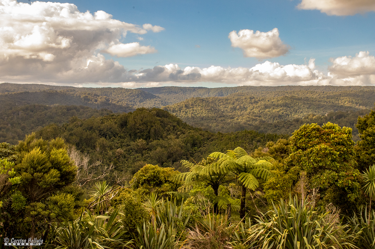 Rainforest