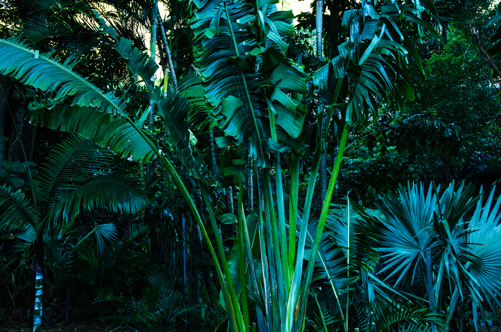 rainforest 3