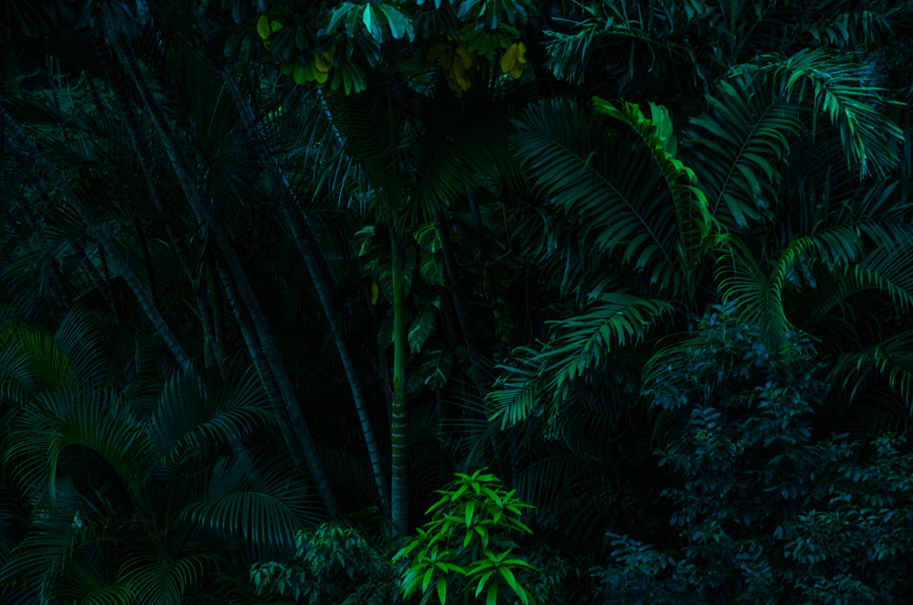 rainforest 7