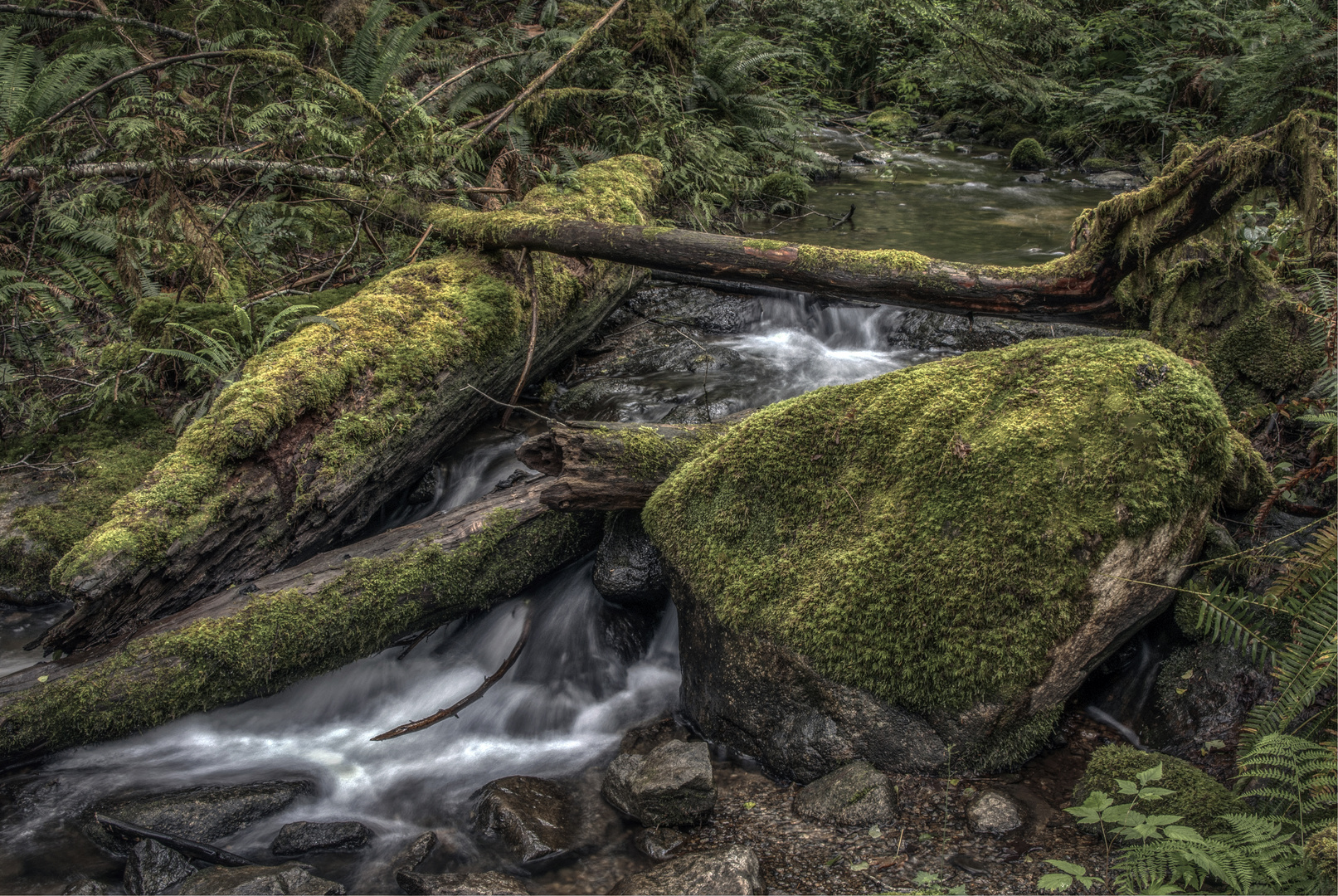 Rainforest, British Columbia - Vancouver Island, Kanada