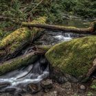 Rainforest, British Columbia - Vancouver Island, Kanada