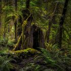Rainforest, British Columbia - Vancouver Island, Kanada