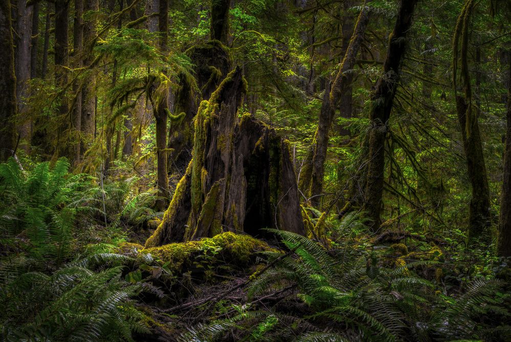 Rainforest, British Columbia Vancouver Island, Kanada Foto & Bild