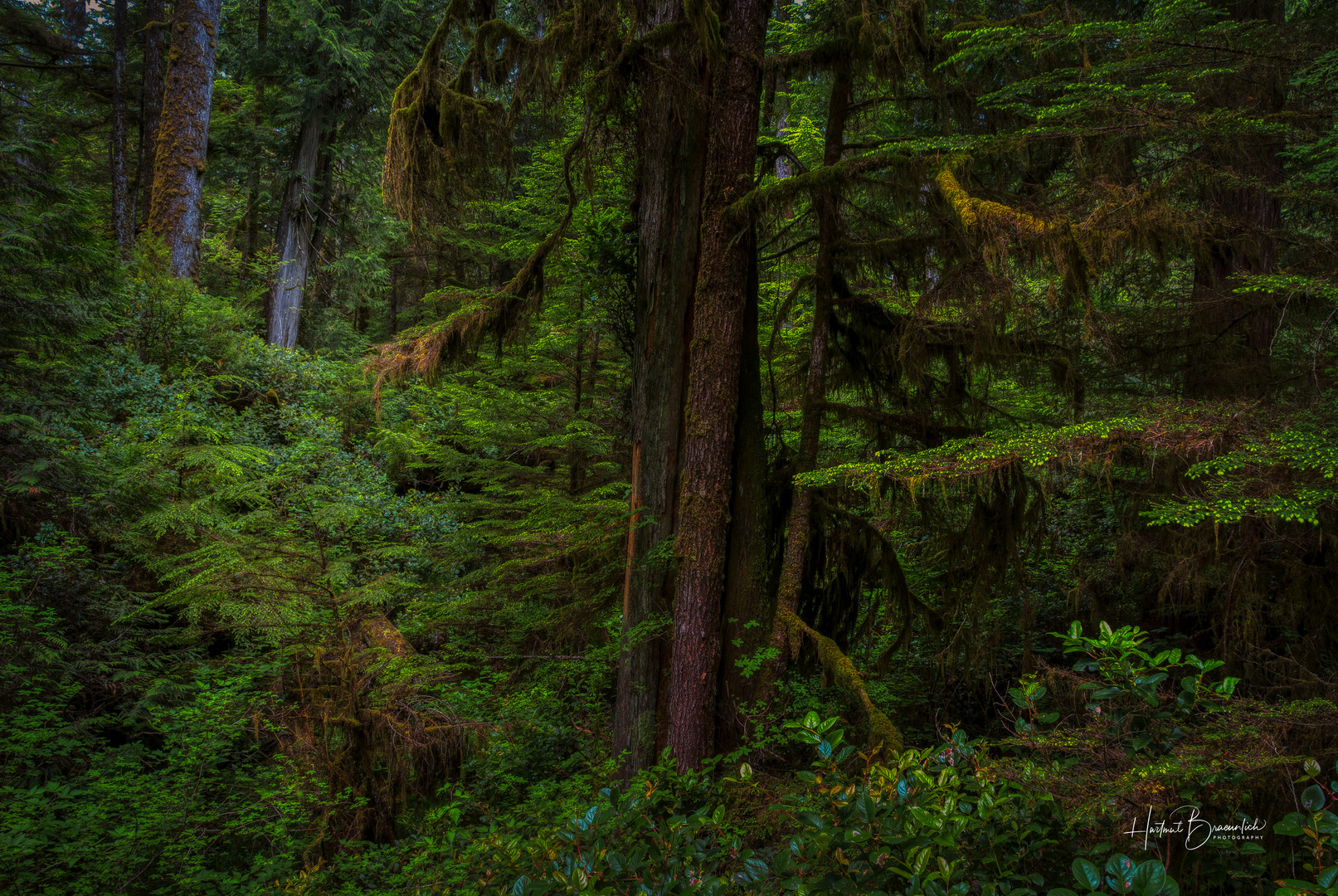 Rainforest, British Columbia - Vancouver Island, Kanada