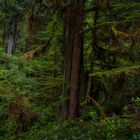 Rainforest, British Columbia - Vancouver Island, Kanada