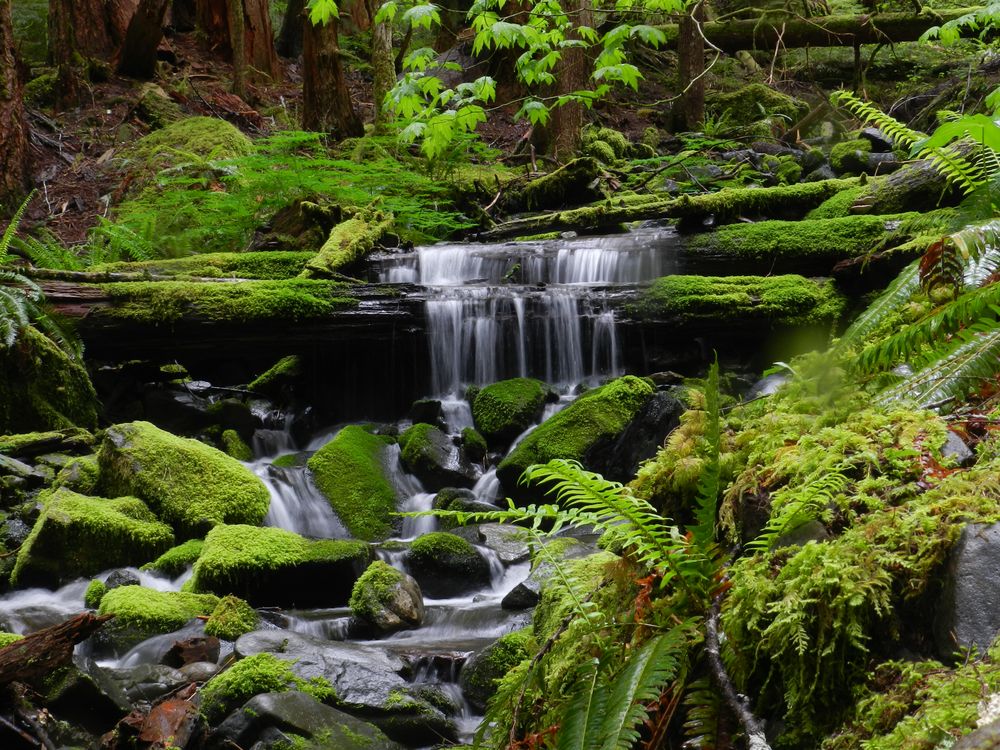 Rainforest von Mayer Ralf 