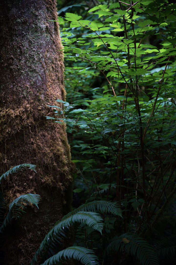 Rainforest close-up