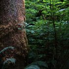 Rainforest close-up