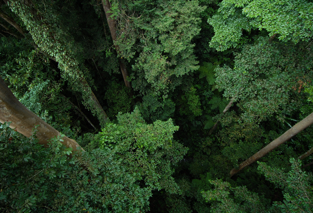 rainforest from above