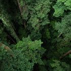 rainforest from above