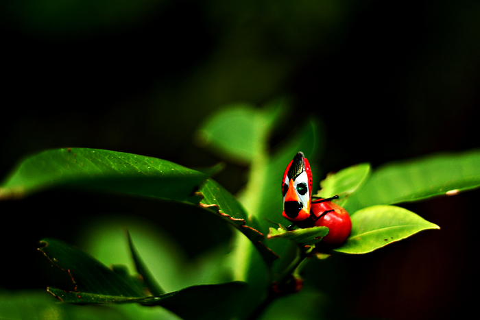 rainforest in 50mm