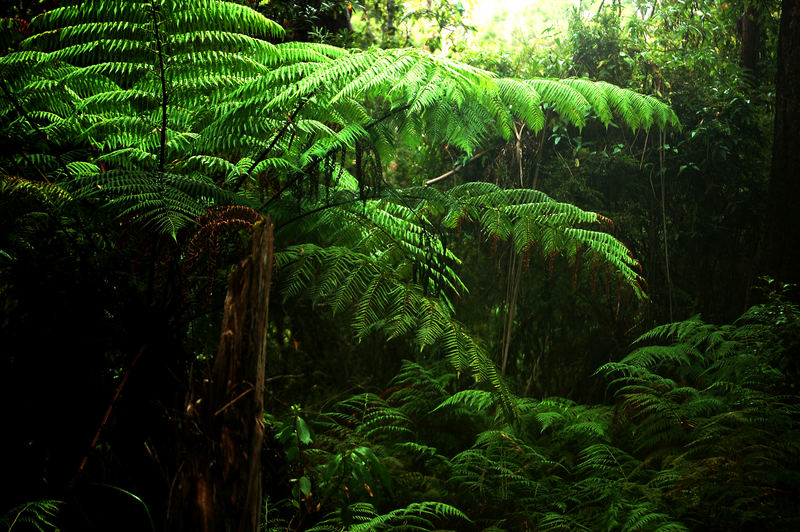 rainforest, in NSW