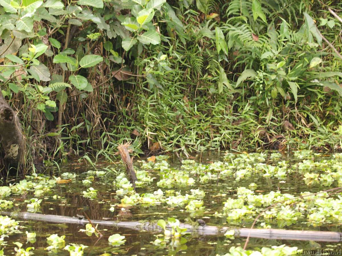 Rainforest Lagos Coastline