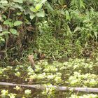 Rainforest Lagos Coastline