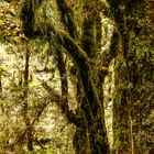 Rainforest on the Milford Sound