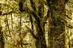 Rainforest on the Milford Sound