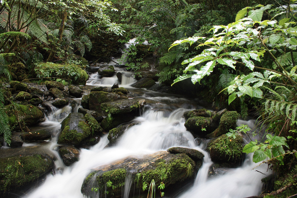 Rainforest river