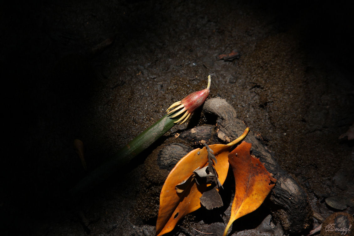 rainforest seed_wet tropics of north QLD