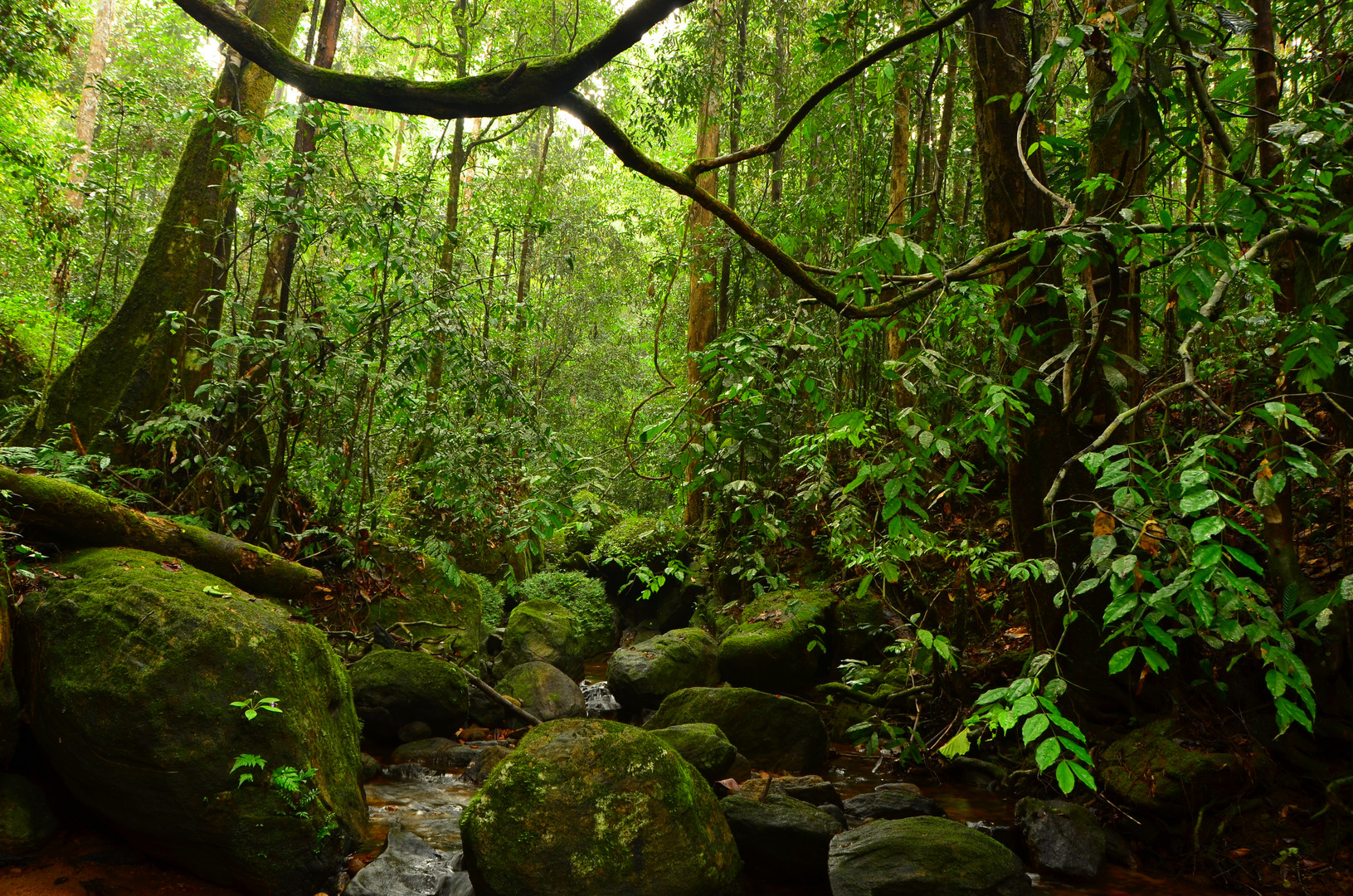 rainforest sri lanka