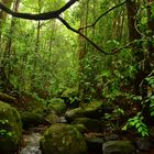 rainforest sri lanka