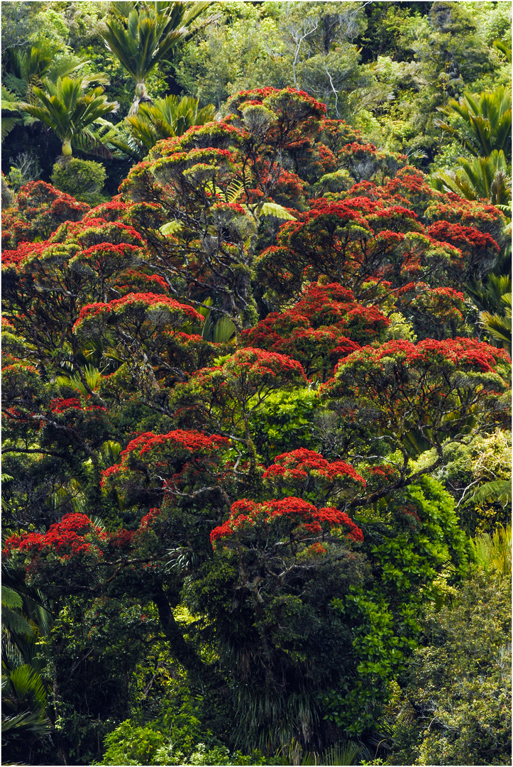 Rainforest Südinsel Neuseeland