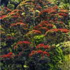 Rainforest Südinsel Neuseeland