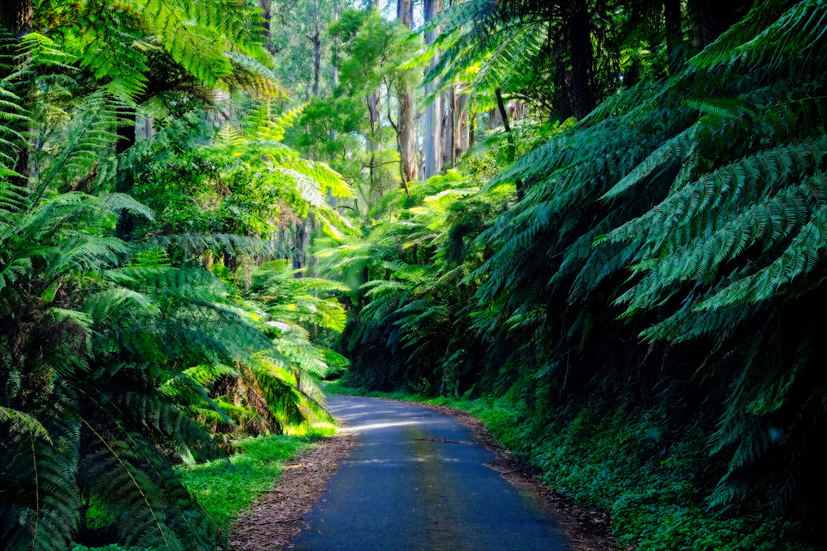 rainforest Tarra Bulga NP Victoria 1